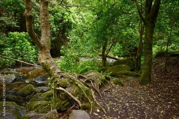 Fototapeta Forest Tree
