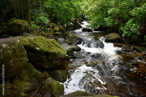 Fototapeta Forest Stream