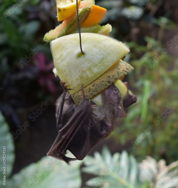 Fototapeta Fruit Bat