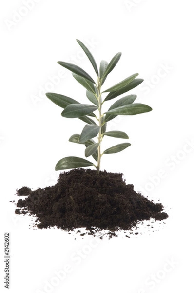 Fototapeta growing olive tree in soil