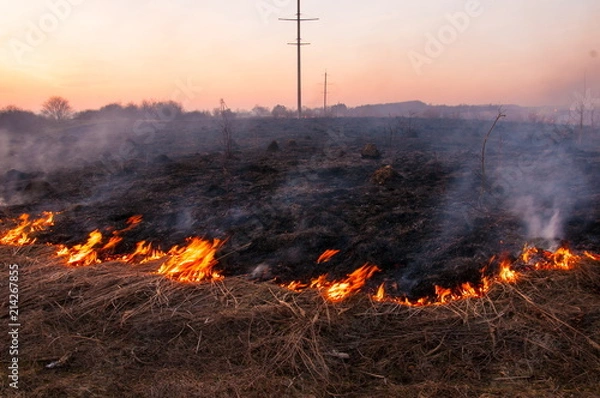 Fototapeta On a hot summer day, dry grass is burning on the field. Burning field with dry grass.