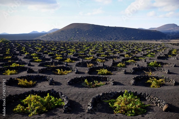 Obraz Vignobles, La Geria, Lanzarote