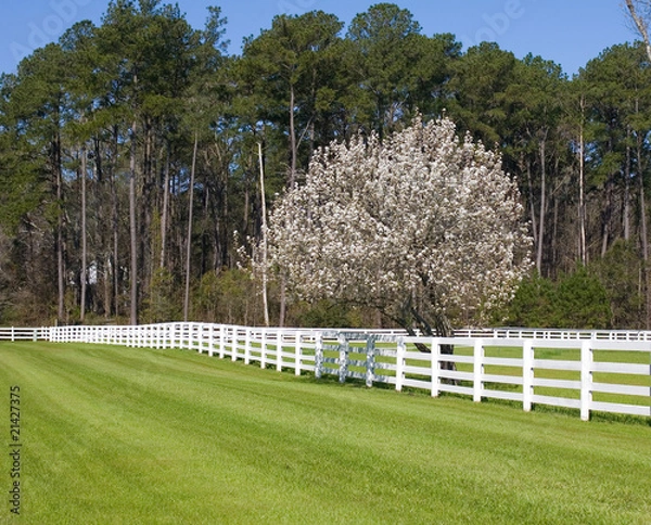 Obraz Bradford Pear Tree Blooming