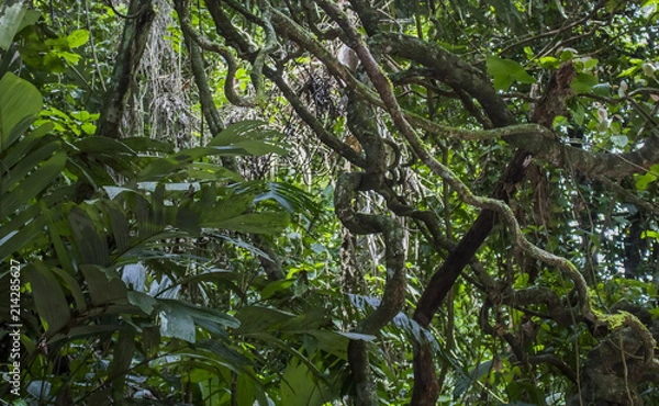 Fototapeta Tangle of Jungle Foliage and Vines in Green