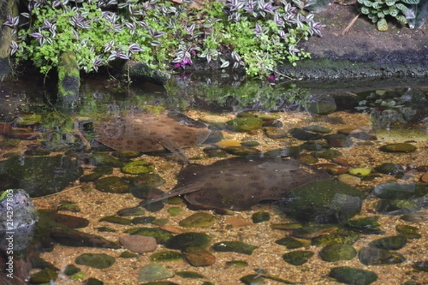 Fototapeta Stingray Pond