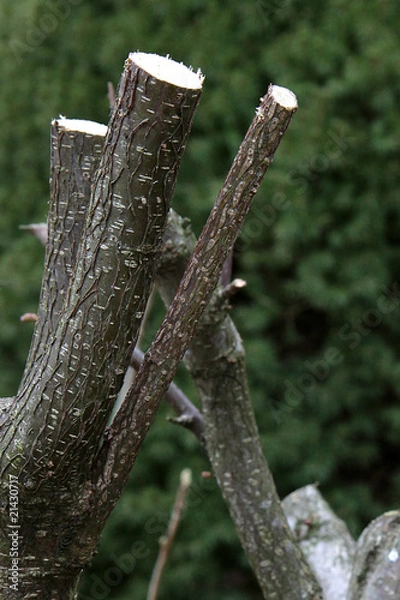 Obraz Baumschnitt, Baumpflege