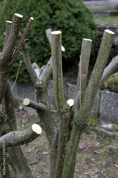 Obraz Baumschnitt, Baumpflege