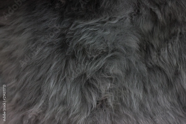 Fototapeta Beautiful grey wool for background