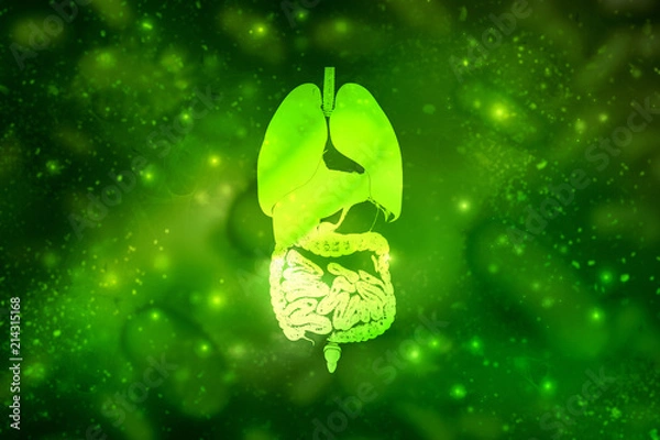 Fototapeta 
2d illustration human digestive system