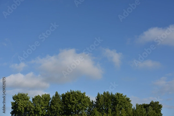 Fototapeta 日本の夏に見上げた木