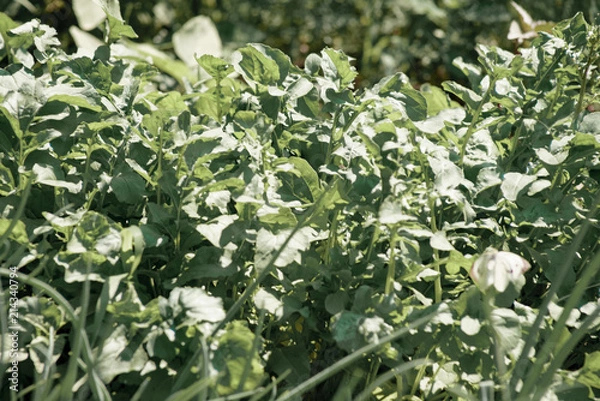 Fototapeta bed with rocket salad