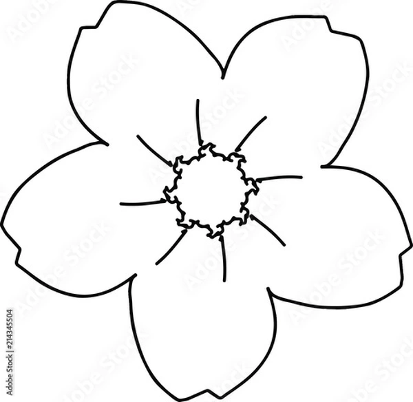 Fototapeta Five petals cherry blossom drawing in black and white