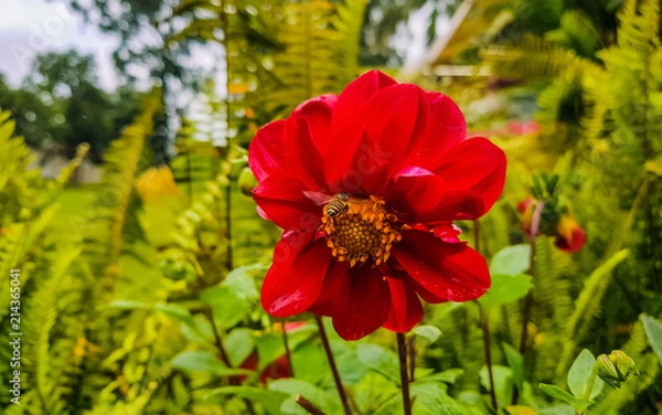 Obraz Honeybee sucking on some nectar off the beautiful red flower