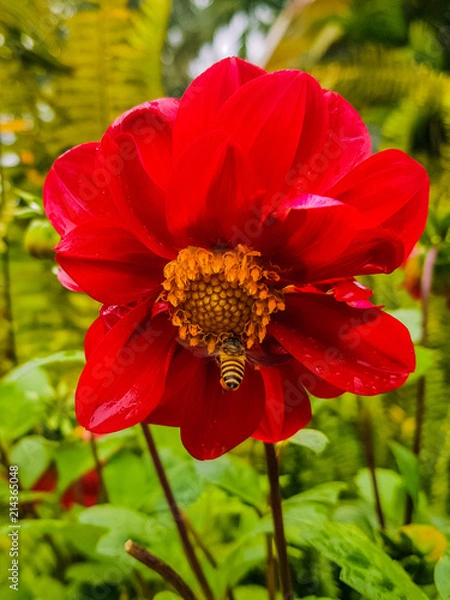 Fototapeta Honeybee sucking on some nectar off the beautiful red flower