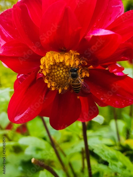 Fototapeta Honeybee sucking on some nectar off the beautiful red flower