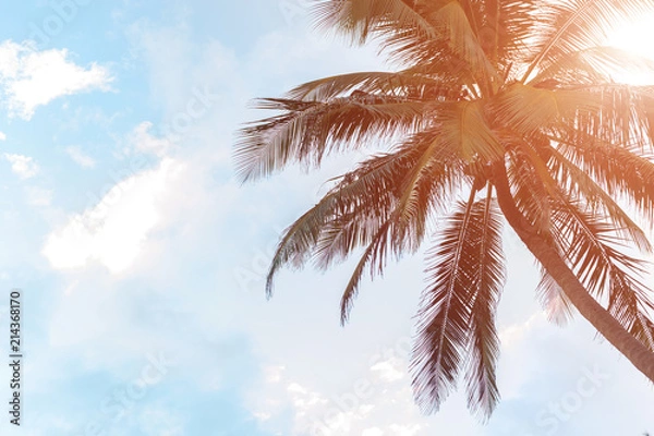 Fototapeta Palm trees and sky in the bright tropical sun