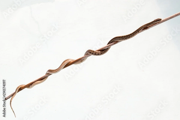 Fototapeta Snake crawling on bamboo stick. No poisonous snakes Steppe Ratsnakes (Elaphe dion). Beautiful skin pattern, fascinating movements and poses. Serpentine Water Reptile. Shallow selective focus
