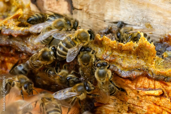 Fototapeta Propolis in the middle of a hive with bees. Bee glue. Bee products. Apitherapy. Propolis treatment.