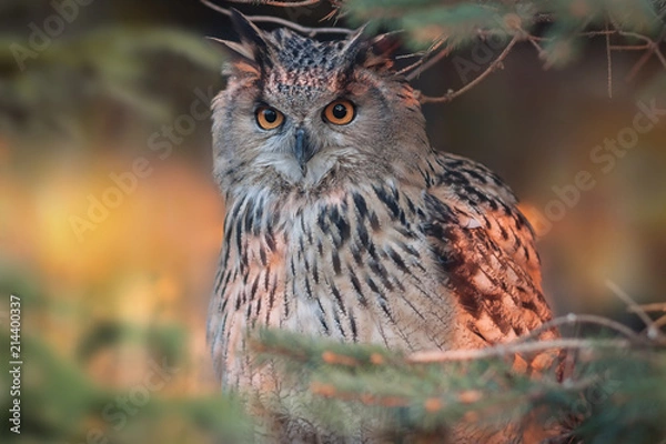 Obraz Owl sitting on a tree