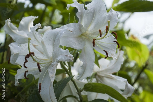 Fototapeta カーサブランカ　Casa Blanca