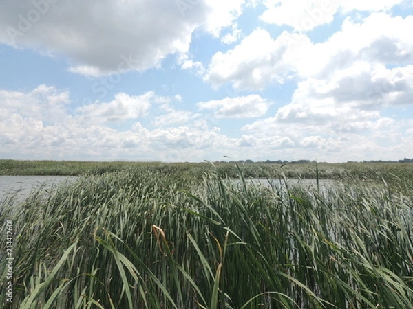 Obraz камыш на озере