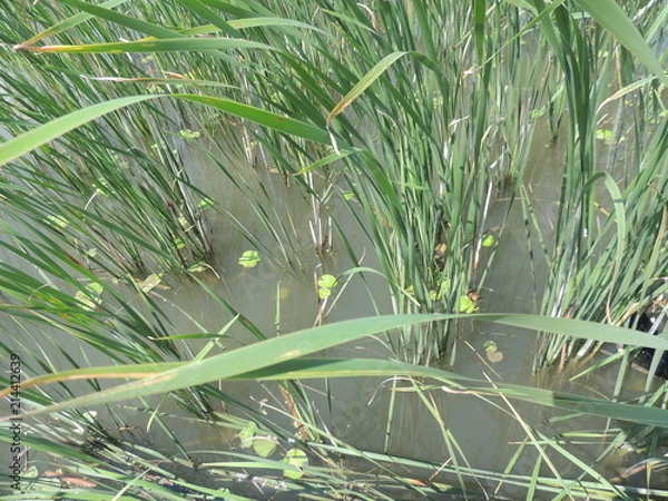 Obraz камыш на озере