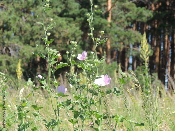 Obraz лесная мальва