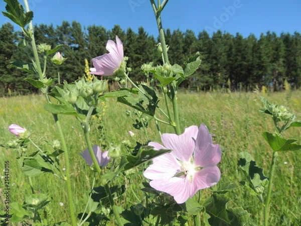 Obraz лесная мальва