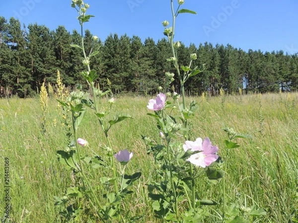 Obraz лесная мальва