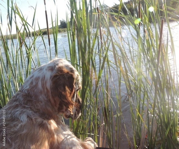 Obraz собака ловит рыбу