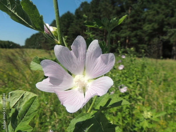 Obraz лесная мальва