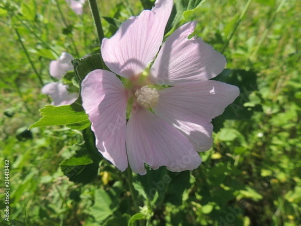 Obraz лесная мальва