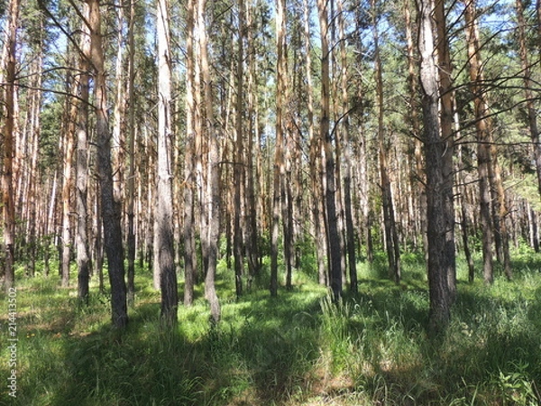 Obraz сосновый лесок