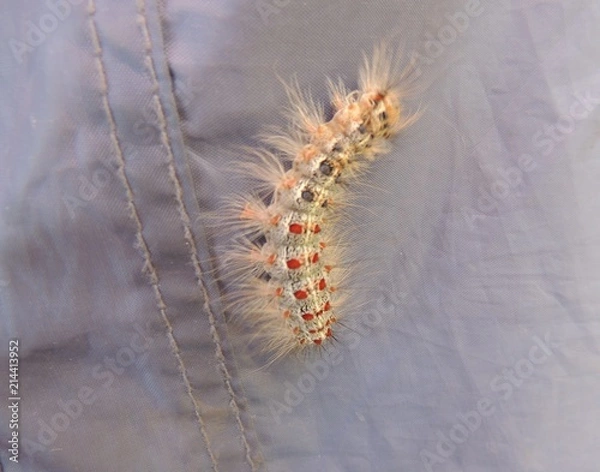 Obraz гусеница