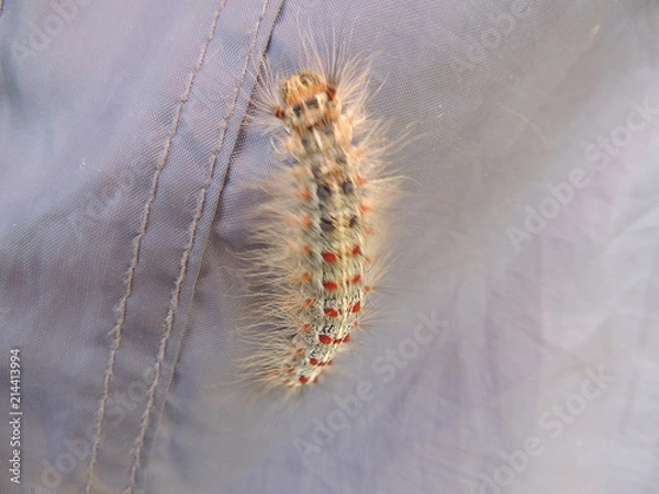 Obraz гусеница