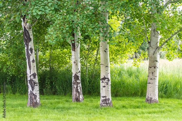 Fototapeta four aspen trees near wild grasses and lush greenery in Montana