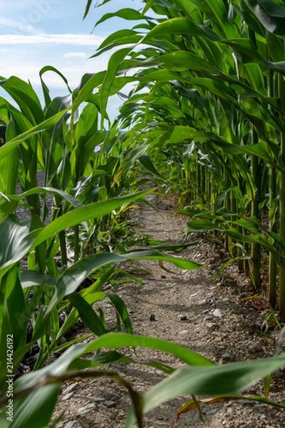 Fototapeta corn field tunnel