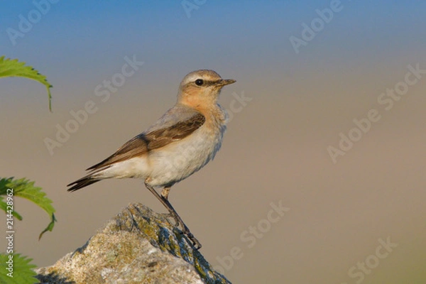 Obraz Northern wheatear, female, on a rock