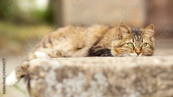 Fototapeta portrait of a cat lying in the yard, a domestic pet walking outdoors