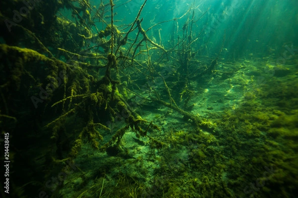 Fototapeta At the bottom of the river