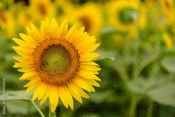 Obraz かわいいヒマワリ