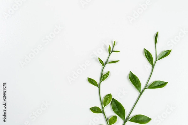 Obraz green leaf on white background with coppy space