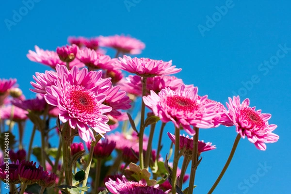 Obraz chrysanthemum