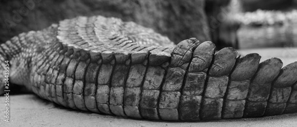 Fototapeta Krokodil Struktur
