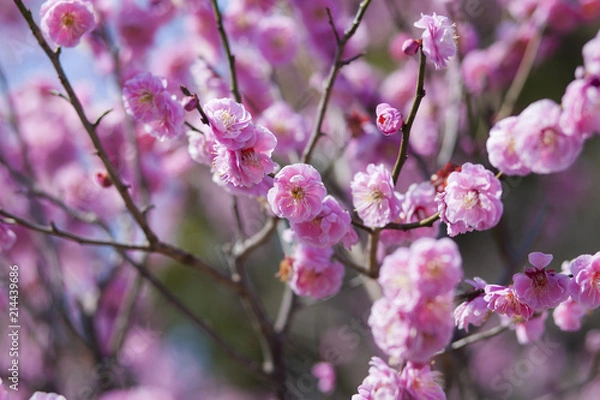 Obraz Ume, plum tree, Japan