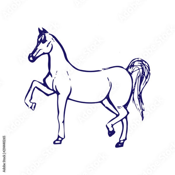 Fototapeta Hand drawn sketch of horse. Blue ink line drawing isolated on white background. Vector animal illustration.