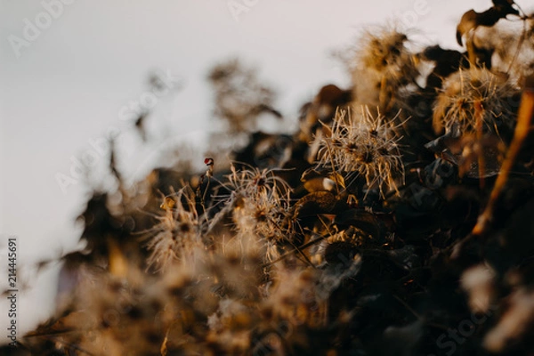 Obraz Pflanze - Cres, Kroatien