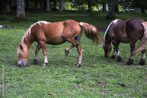 Obraz Detail of two horses, one light brown the other black, while they are grazing in the meadows. These pack animals eat grass in the shade of the trees.