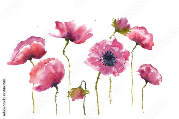 Obraz Purple poppy flowers on white background, watercolor hand painted
