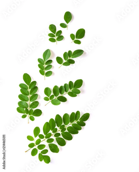 Obraz Moringa leaves have medicinal properties. top view